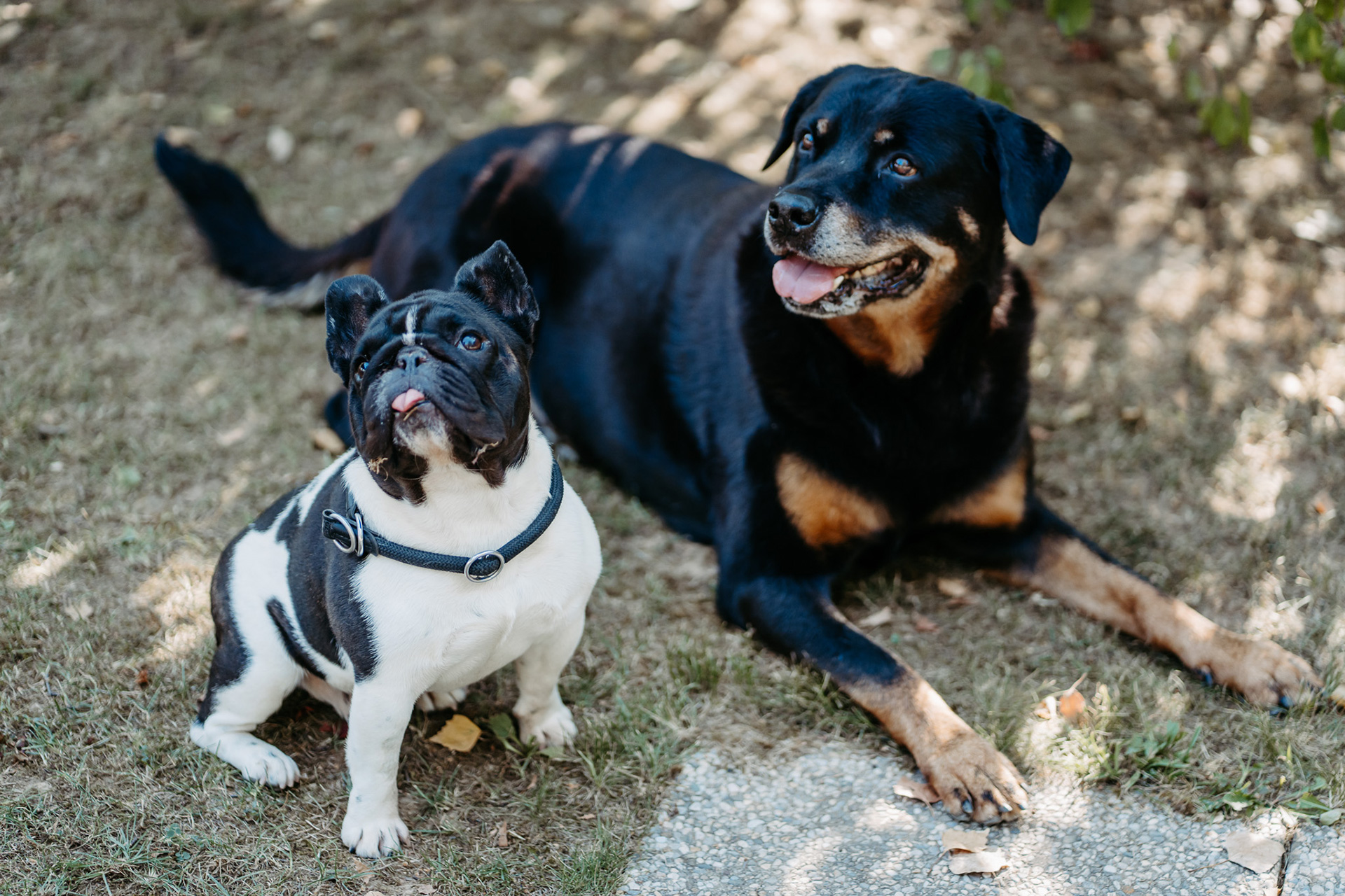 Hund auf dem Gelände