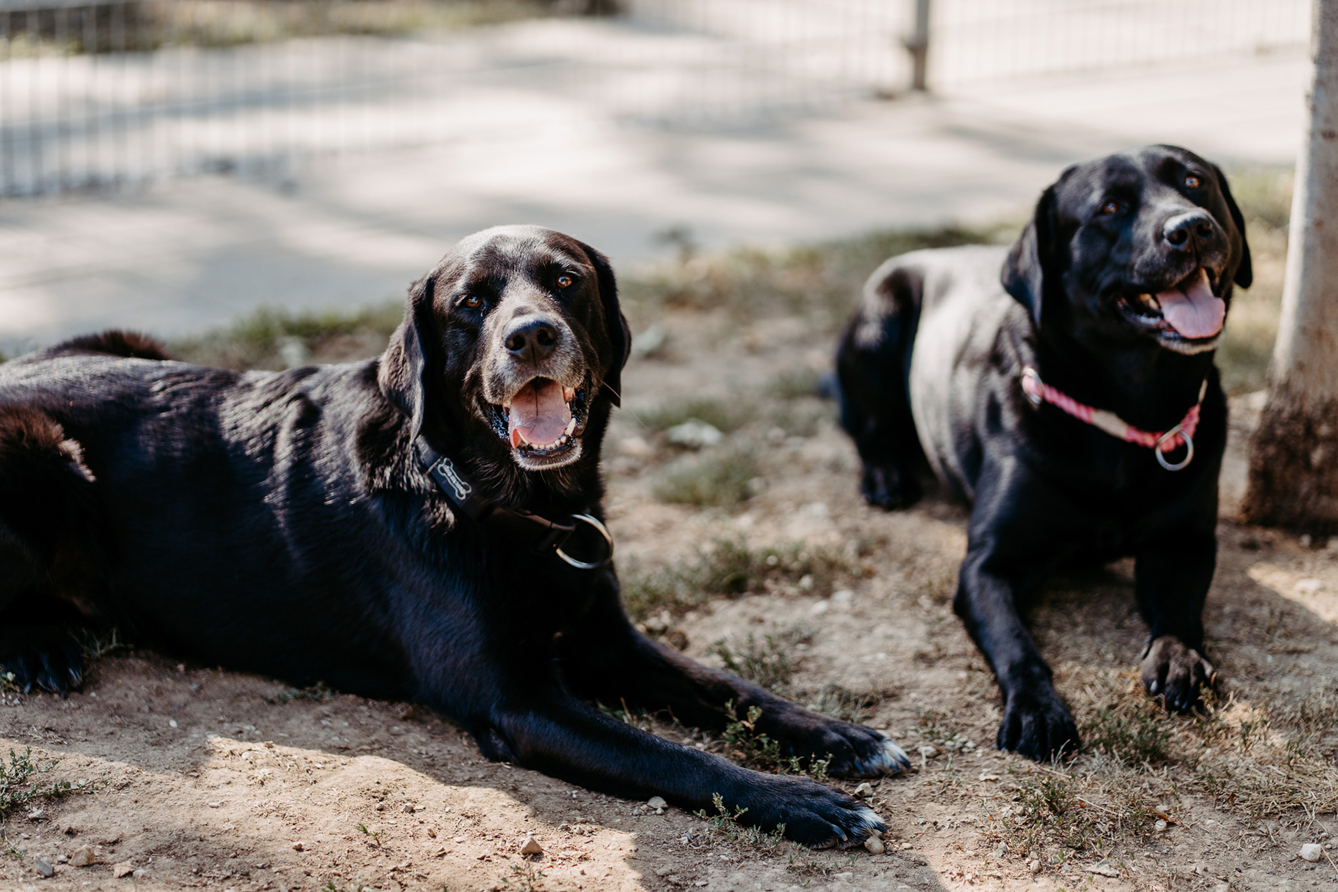 Hund am Gelände