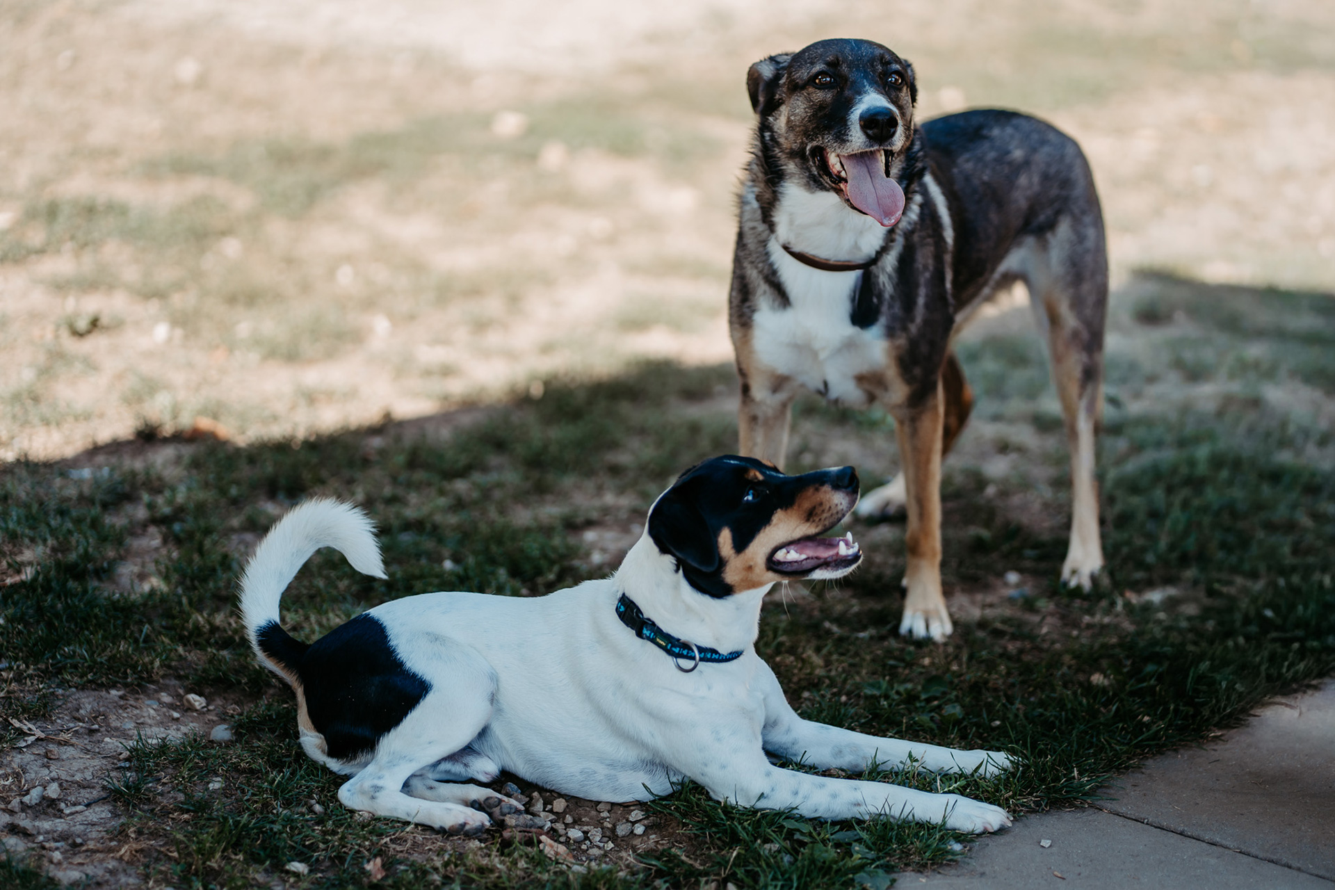 Hund am Gelände