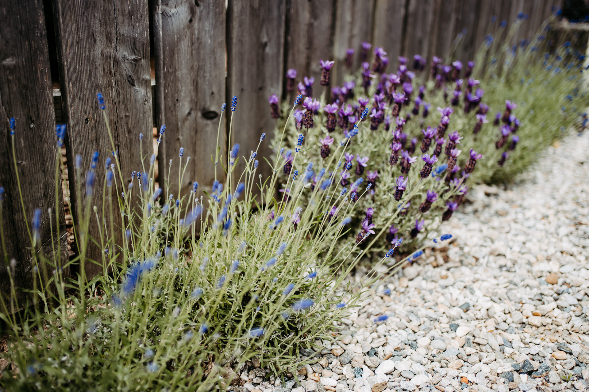 Lavendel am Gelände