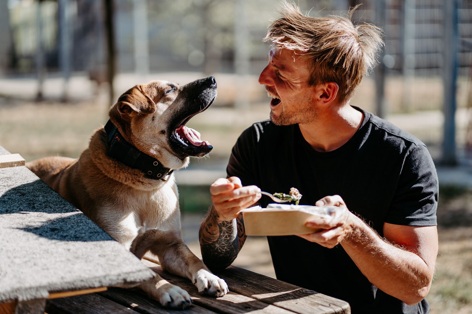 Hund beim Spielen