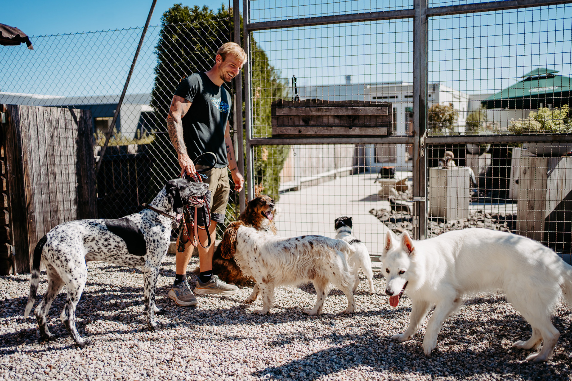 Max beim Gassigehen mit Hund